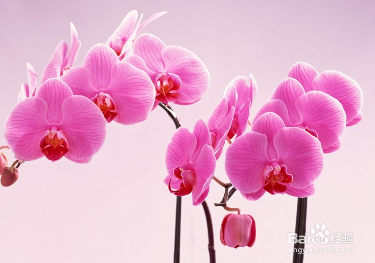 蝴蝶兰的花苞变黄干瘪怎么办