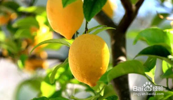 柠檬果的作用