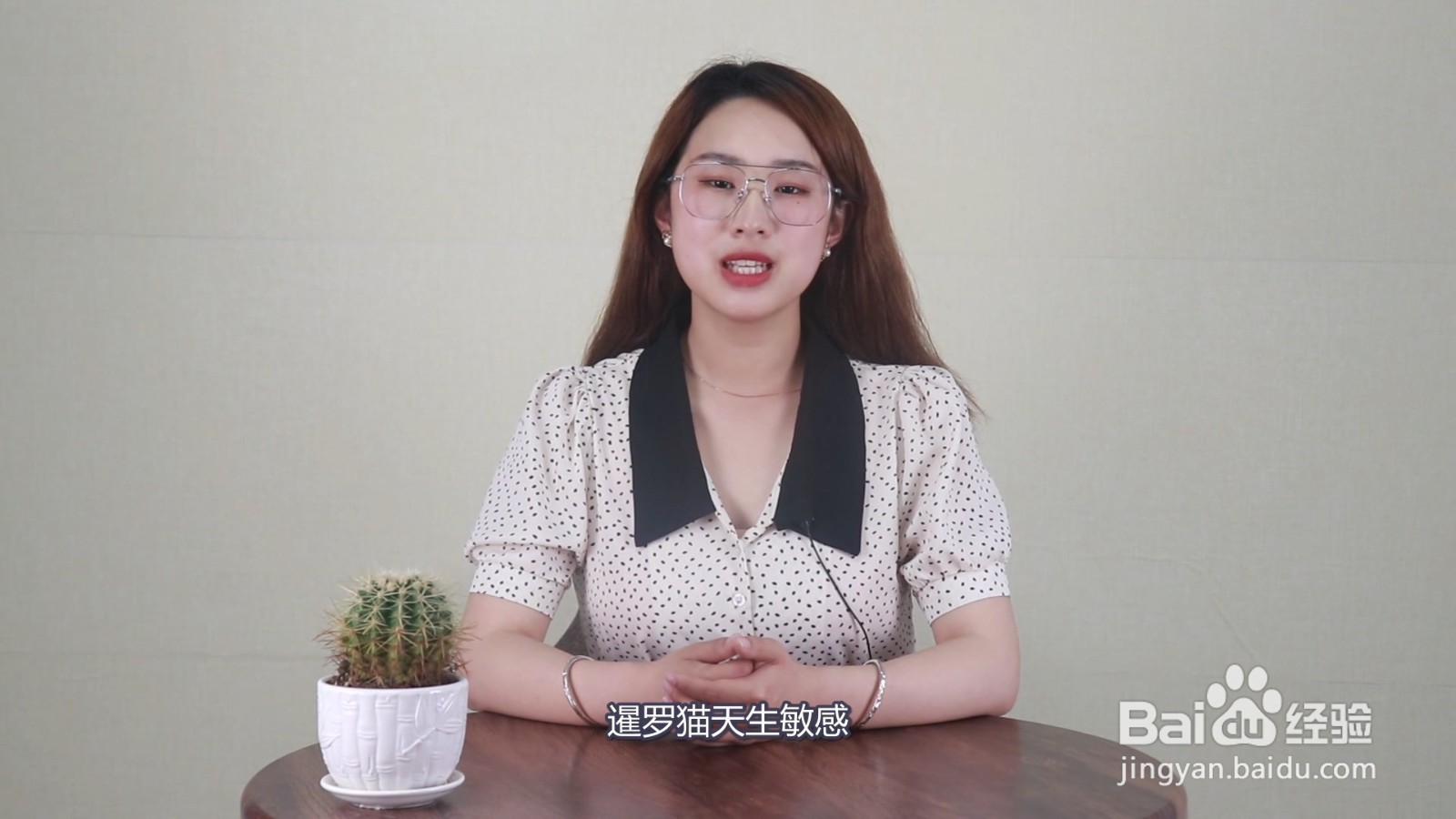 为什么很多猫舍不卖暹罗
