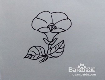 简笔画：牵牛花