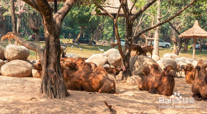 广州长隆野生动物世界攻略3