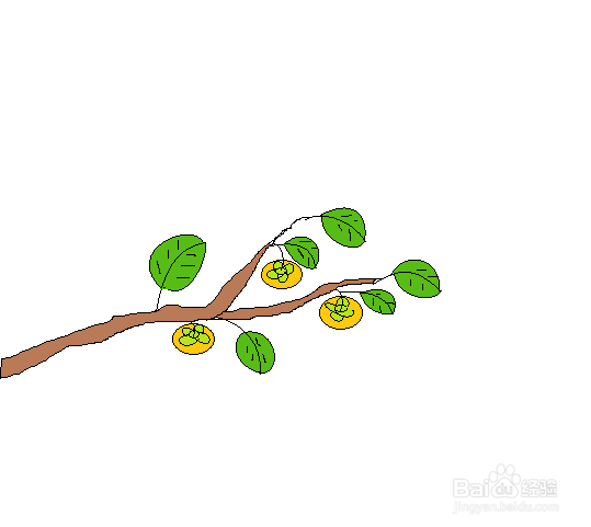 秋天柿子树的简笔画图片