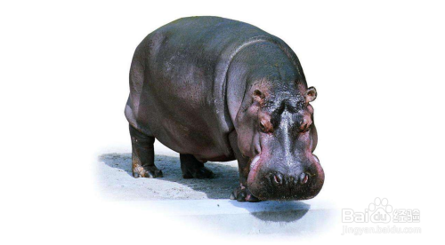 河马简笔画教程