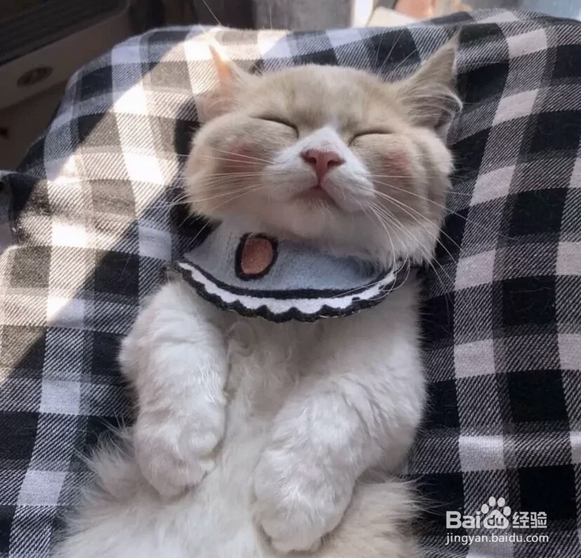 怎样给猫洗澡而且洗得干净