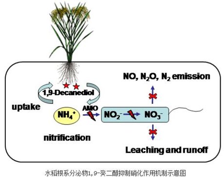 请说出硝化作用和反硝化作用最主要的区别。