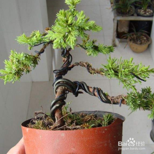 黄金柏该如何养殖?