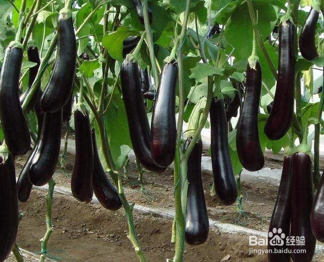 炎炎夏日，6种蔬菜让女人吃出好气色