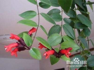 要养植物就选这6种超级好养,养死太难!