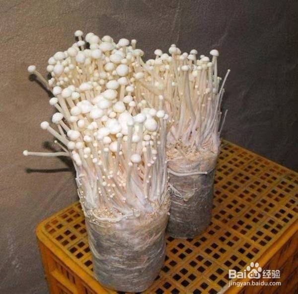 金针菇的根系不要扔,又能获得新鲜的金针菇!