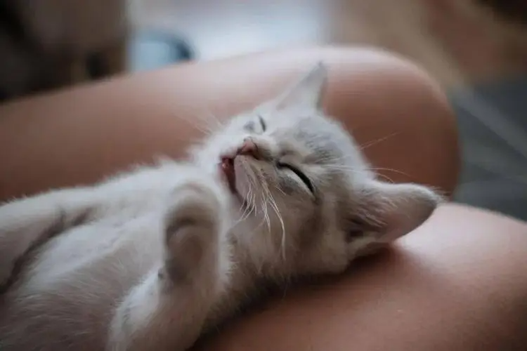 猫打呼噜是怎么回事啊
