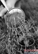 如何正确的给花草喷水