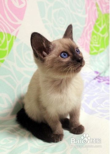 如何预防暹罗幼猫的死亡？