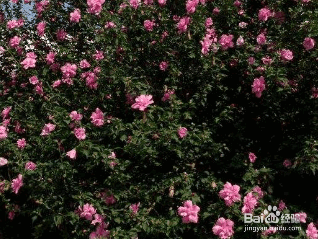 木槿花的种植方法及价值
