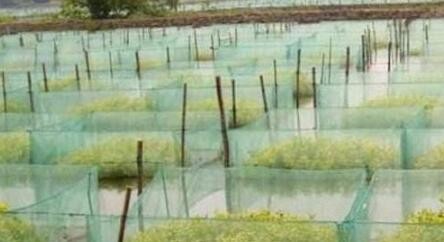 黄鳝冬季囤养技术