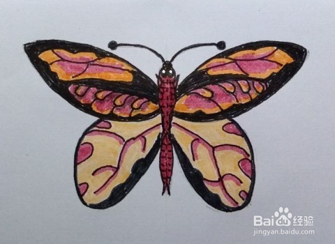 <b>蝴蝶画法教程（10）怎么画蝴蝶，如何画蝴蝶呢</b>