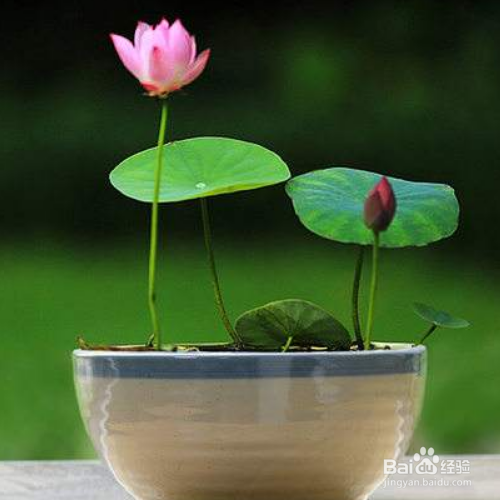 荷花盆栽方法及注意事项