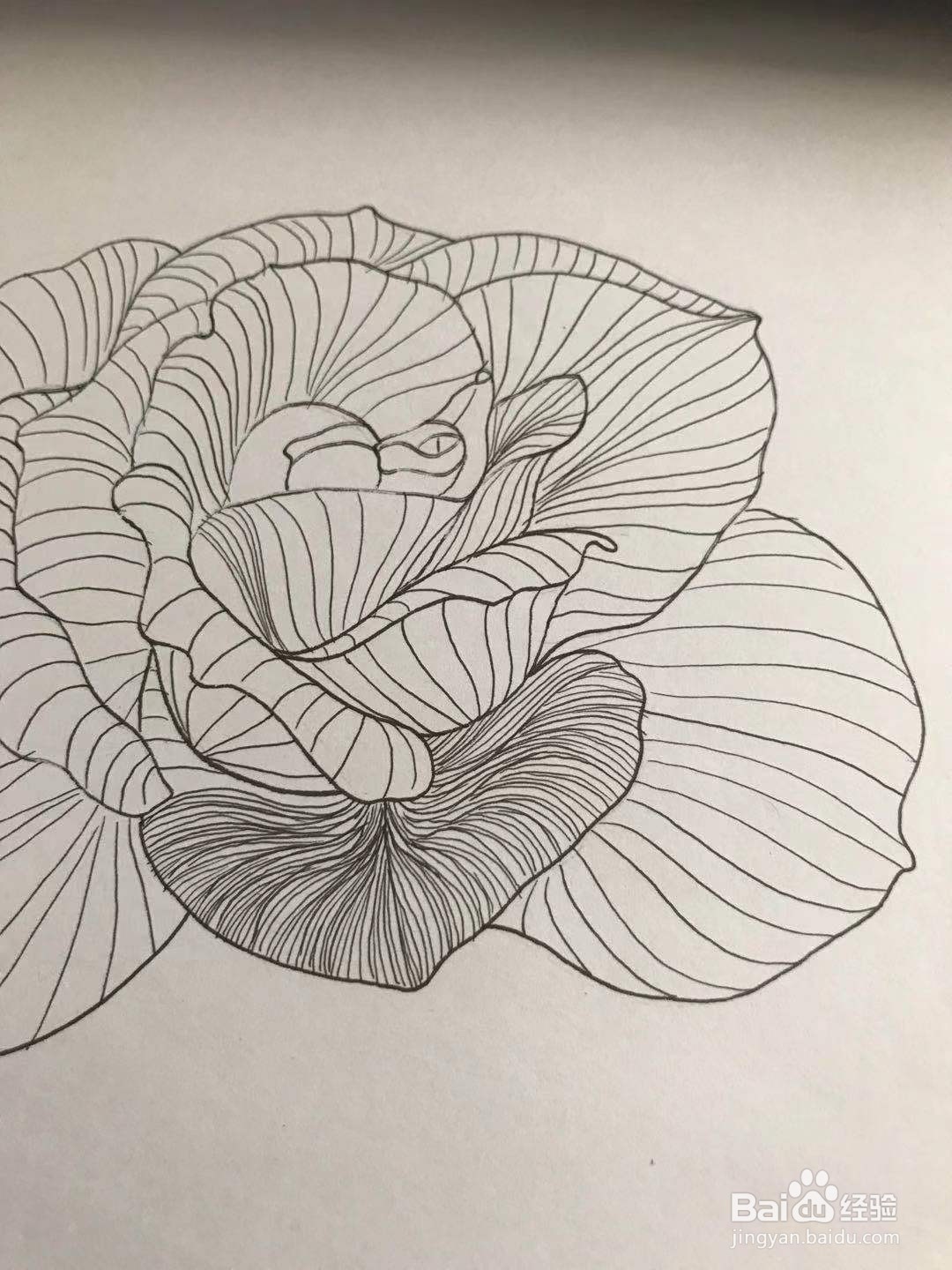 玫瑰花黑白线描画