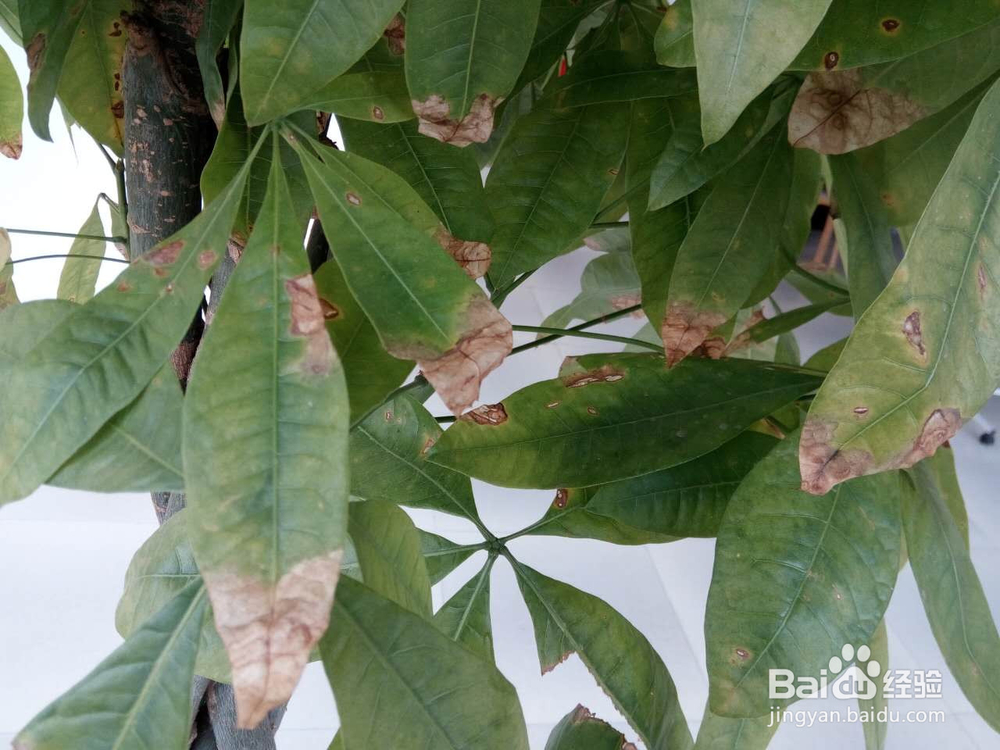 分享发财树的养殖方法和注意事项