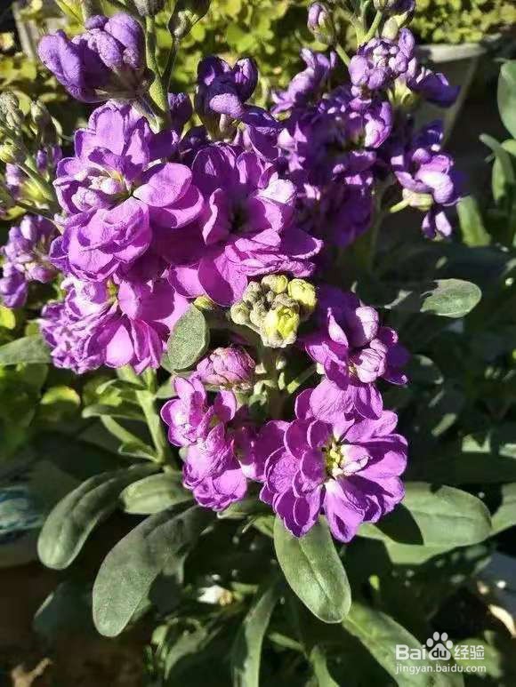 不管有钱没钱，客厅要放3种花，杀病菌促健康