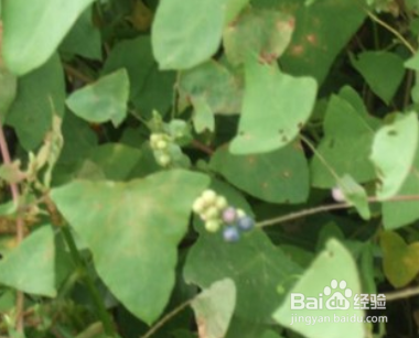 杠板归,功劳木的功效与作用