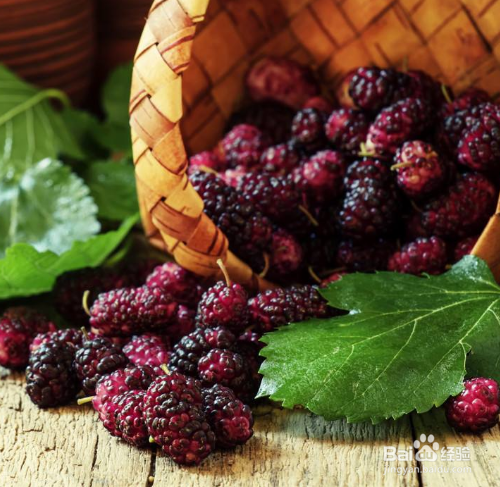 桑椹有什么功效?