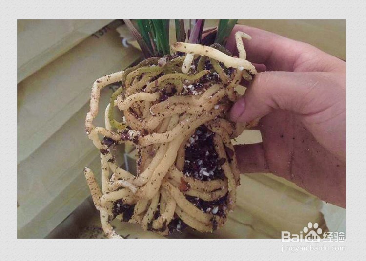我怎么养兰花的