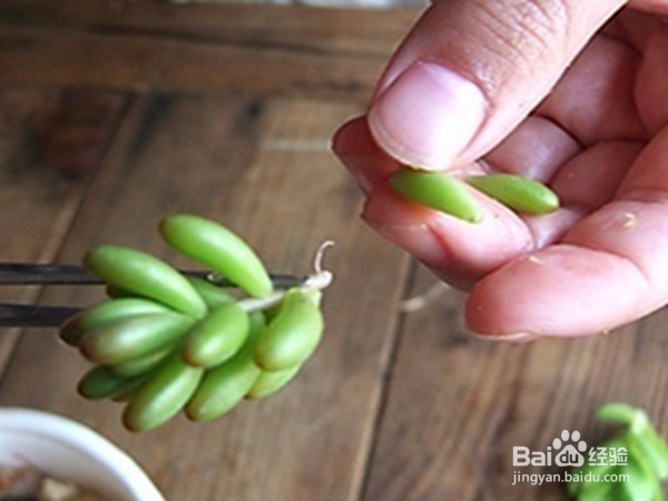 多肉植物徒长怎么办