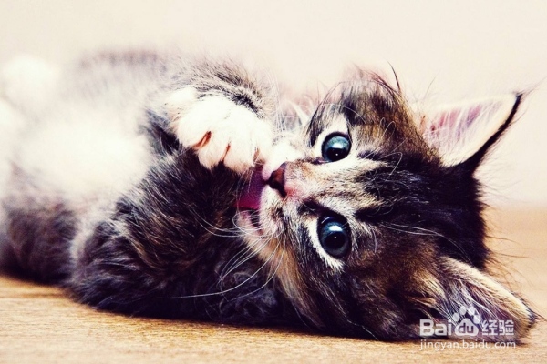 新手养猫注意事项。