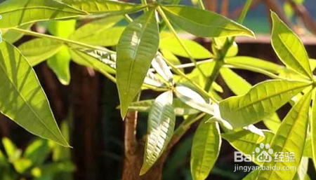 进入冬天发财树叶子发黄怎么补救