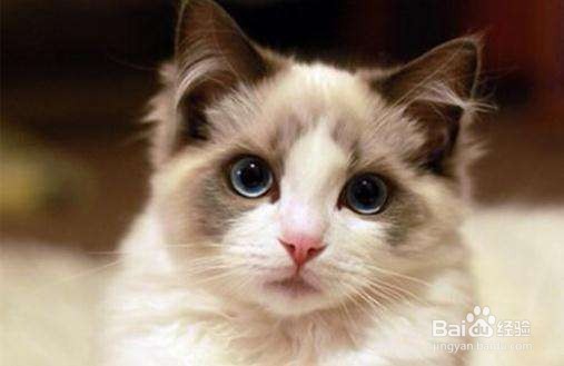 猫咪常见动作表情的解析