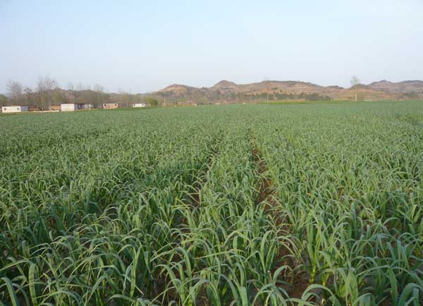 大蒜的种植技术
