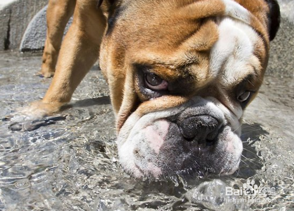 夏天为宠物提供足够的水分尤为重要