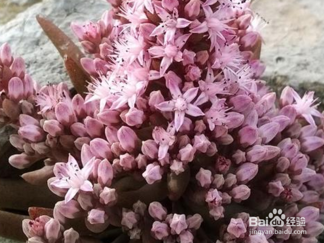 塔花瓦松如何种植?