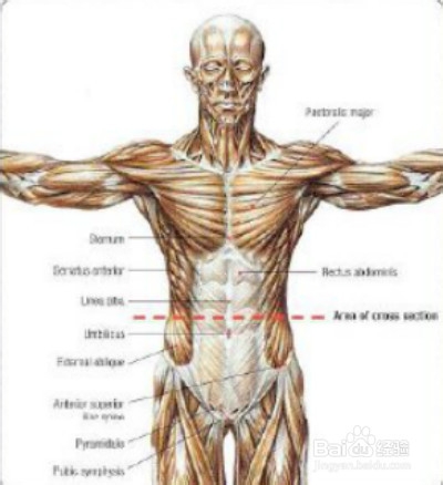 增肌速成：[4]如何有效锻炼腹肌