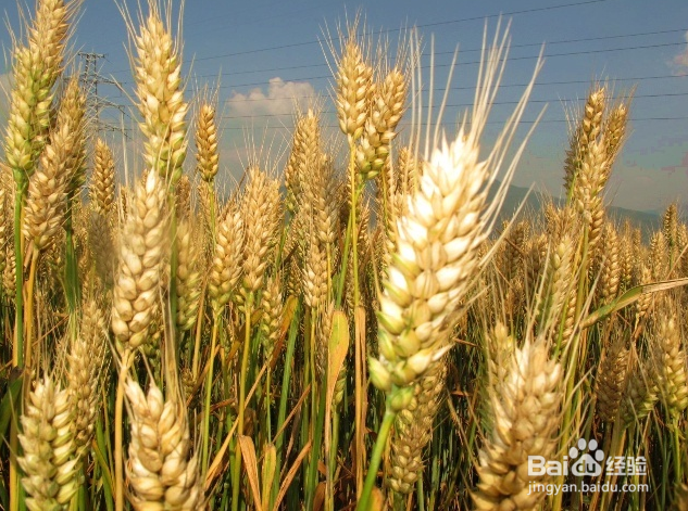 小学生修改习作怎么指导