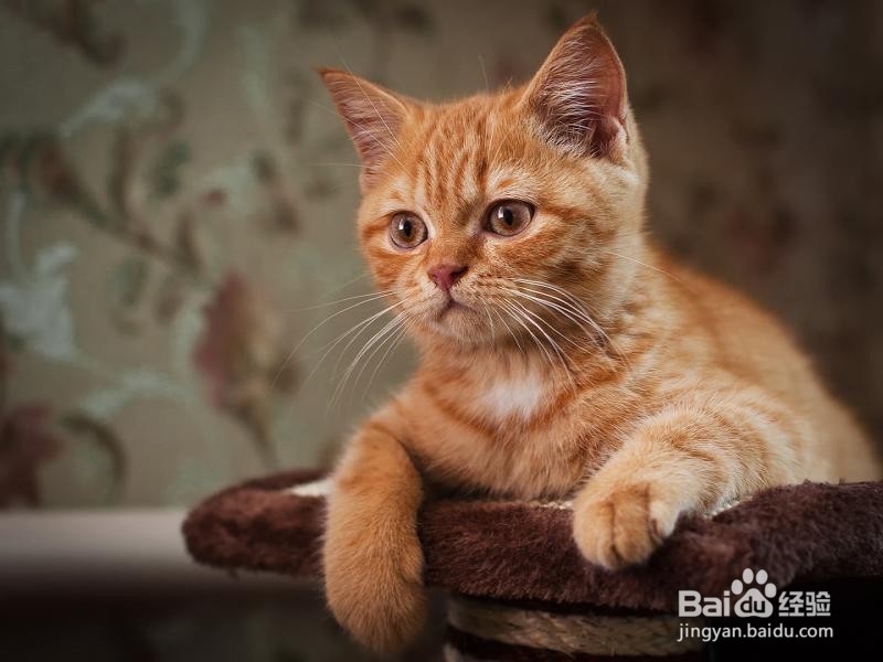 养猫有什么好处呢