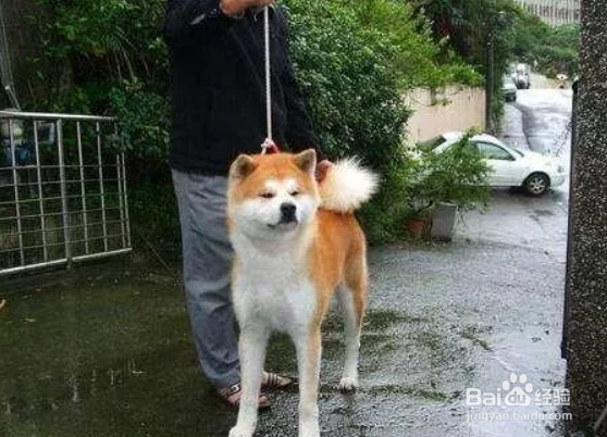 近几年最烧钱狗狗排名