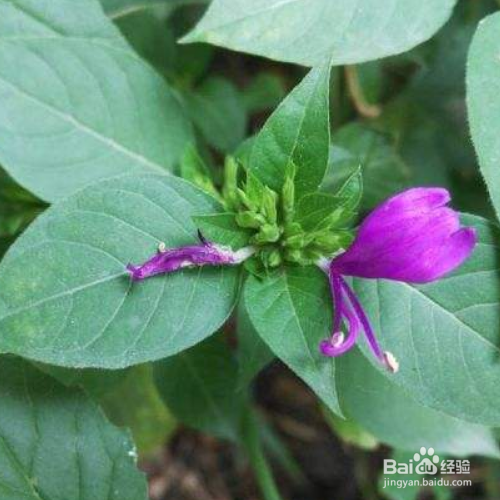 狗肝菜的培育方法和注意事项