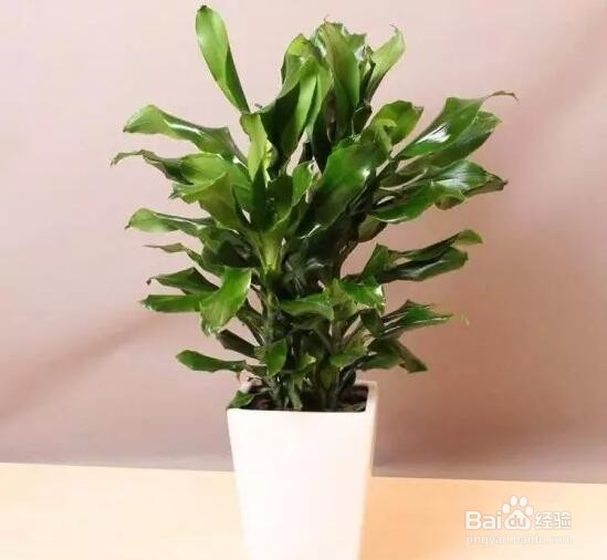 螺纹铁的养殖方法和注意事项