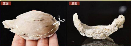 燕窝真假有什么区别，怎么鉴别？