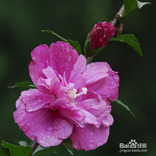 木槿花养殖方法