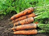 秋季适合种什么菜