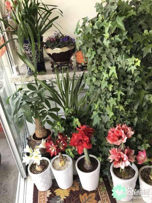 长寿花生虫子了怎么治