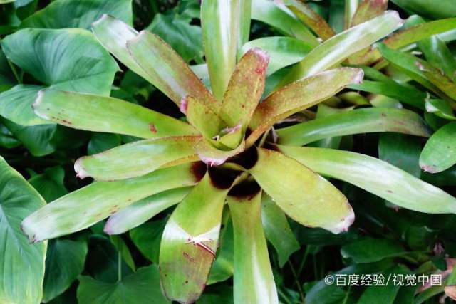 新出的芽尖怎么发黑了（新长出来的芽尖发黑）