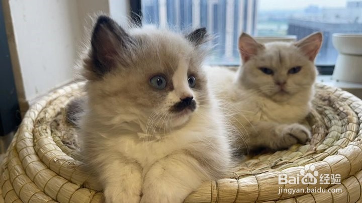 新手如何养幼猫，幼猫成长期宠主需要做什么？