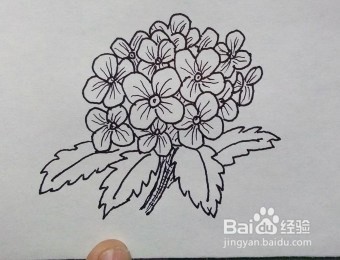 线描画：绣球花
