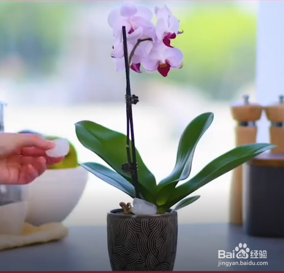 生活中种植花草的妙招
