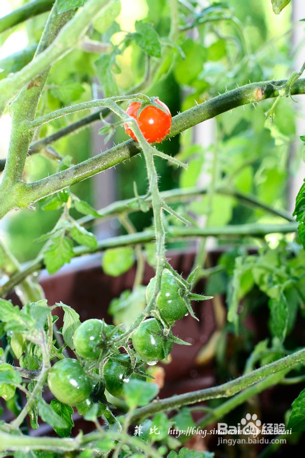 温哥华鹿湖Deer Lake 黄昏漫步(组图)