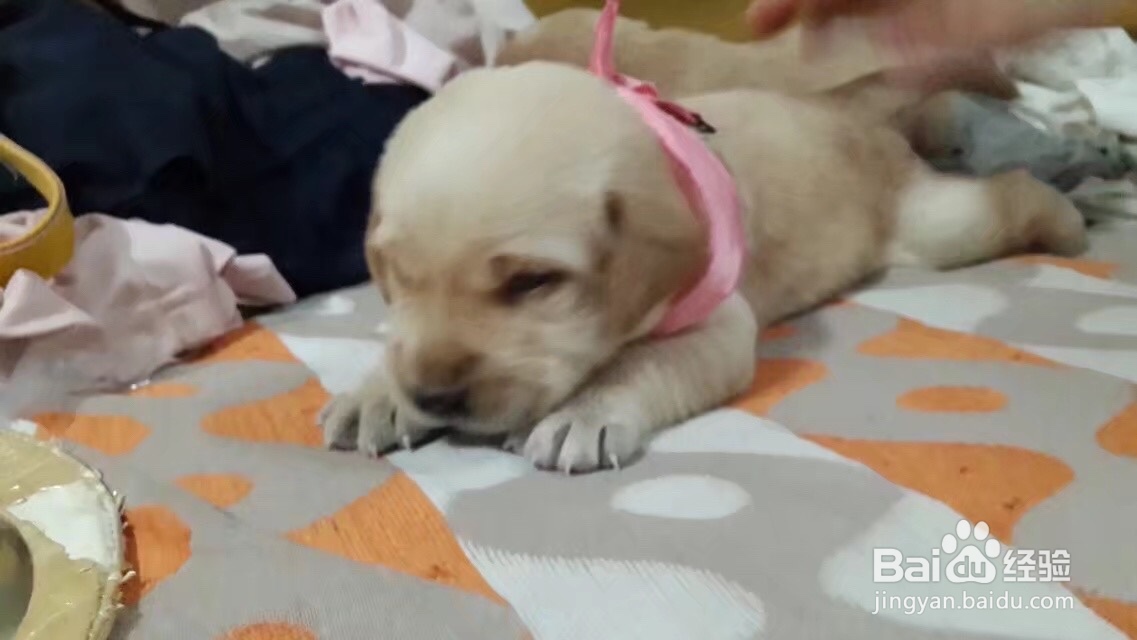 怎么刺激小奶狗排便