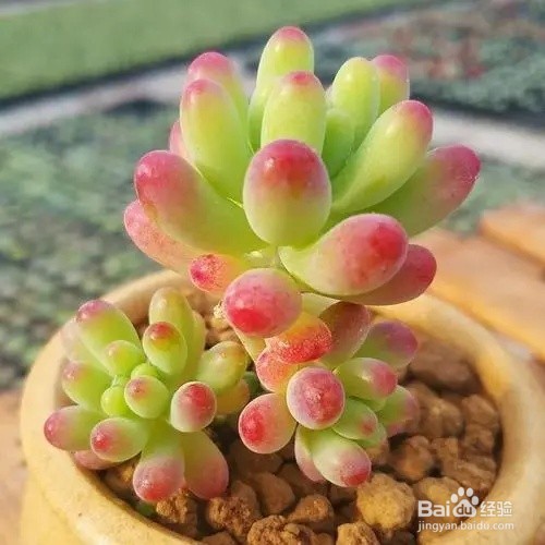 如何将一盆小多肉植物载进小盆里